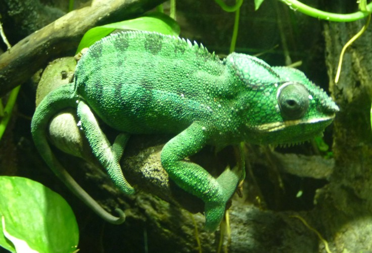 Furcifer pardalis