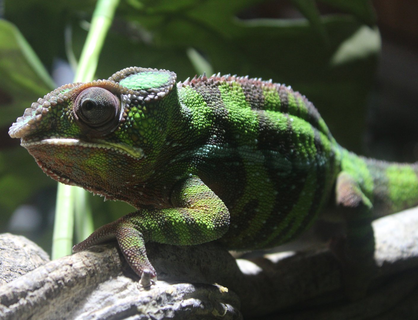 Furcifer pardalis