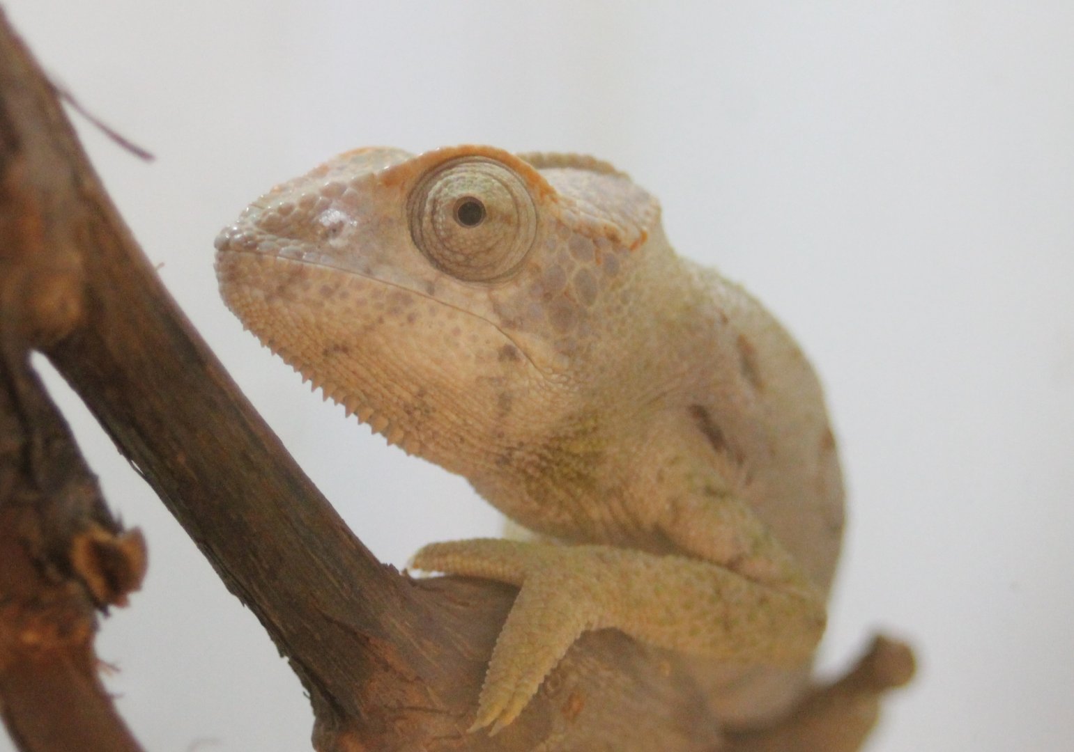Furcifer verrucosus