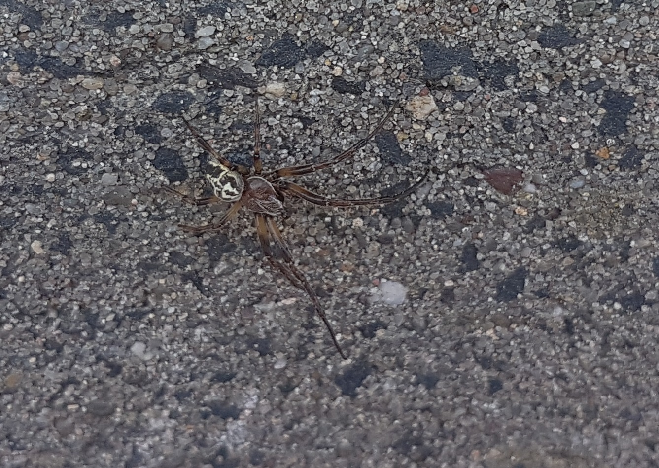 Furrow orb spider - Larinoides cornutus