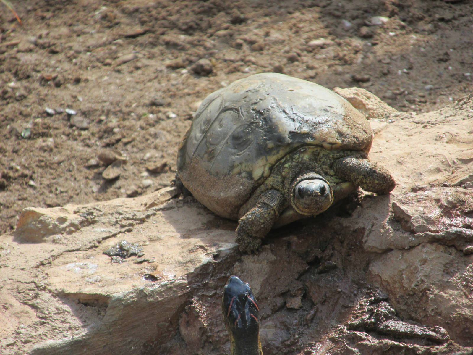 furrowed wood turtle centenario zoo