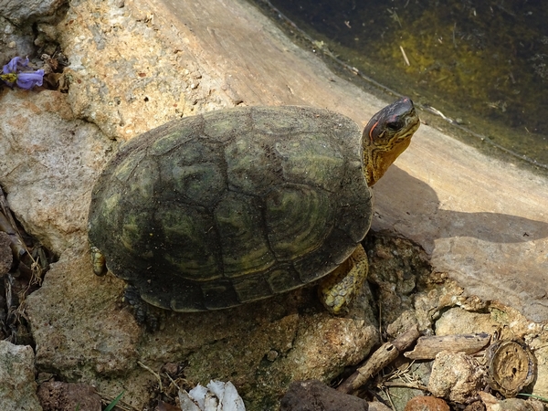 Furrowed wood turtle (Rhinoclemmys areolata)