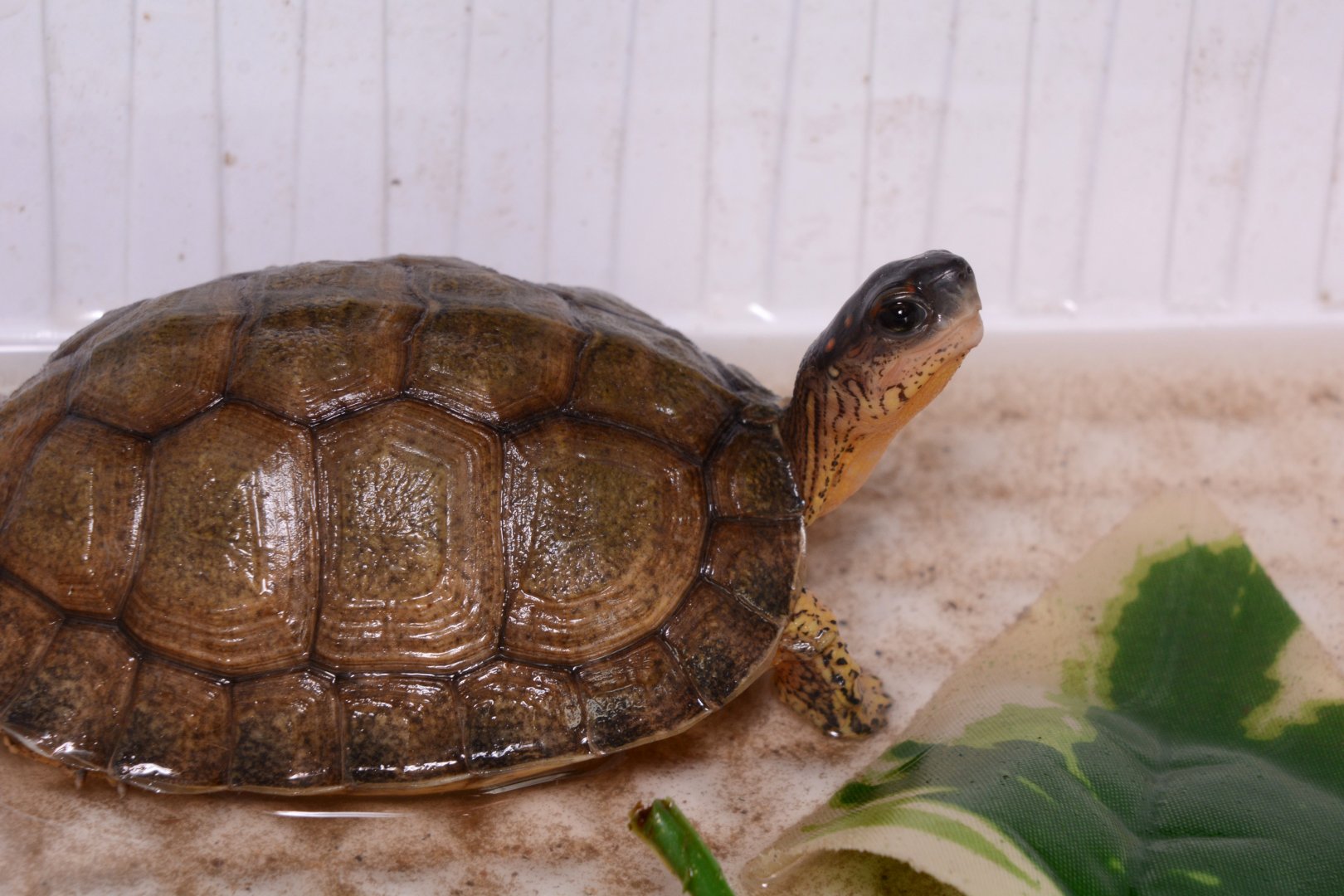 Furrowed wood turtle (Rhinoclemmys areolata)