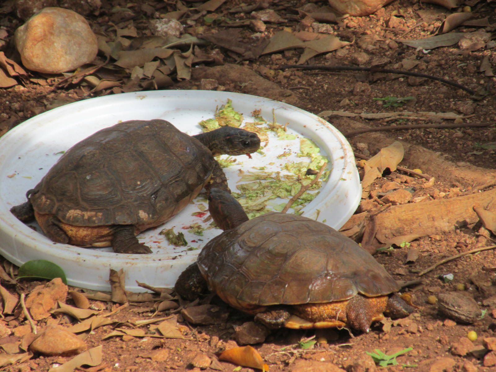 furrowed wood turtles animaya