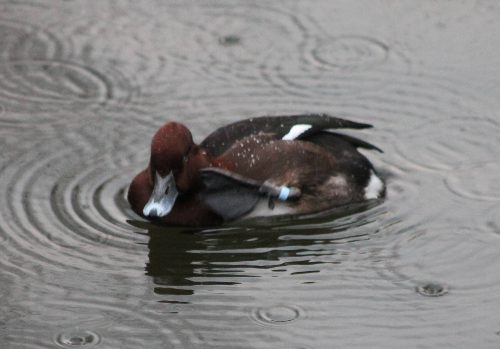 Furruginous duck