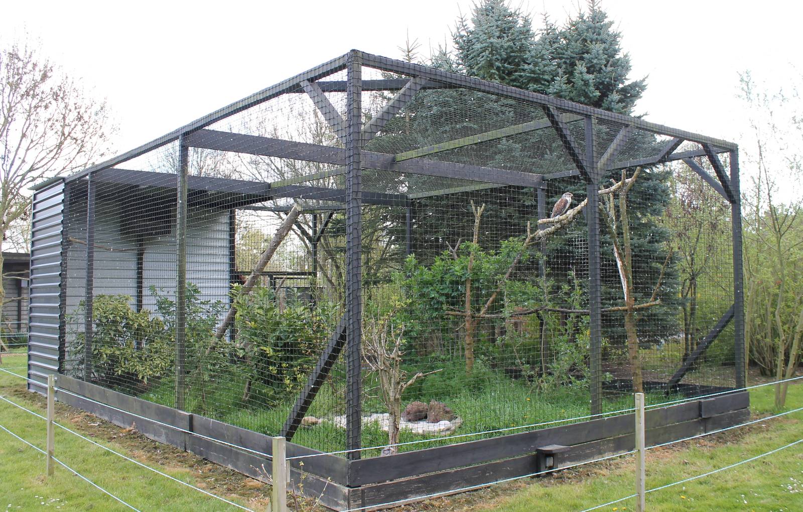 Furruginous hawk aviary