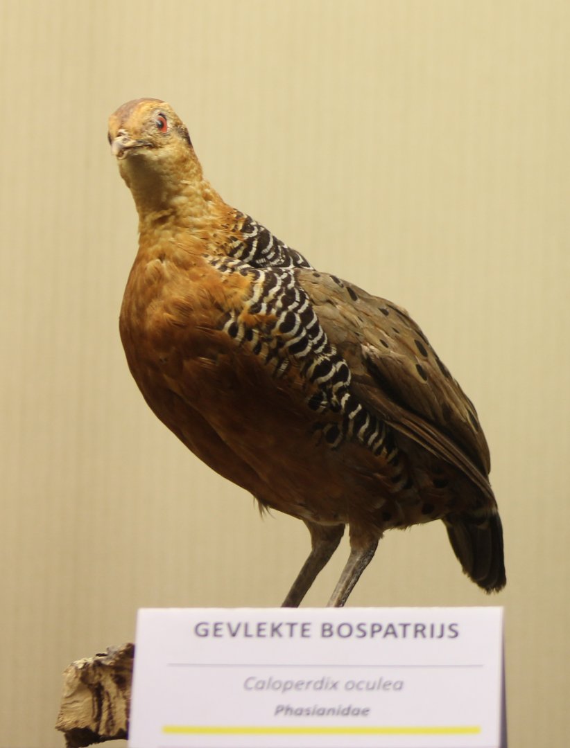 Furruginous wood-partridge