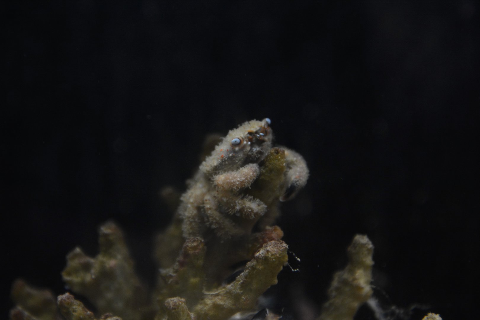 Furry coral crab (Cymo melanodactylus)