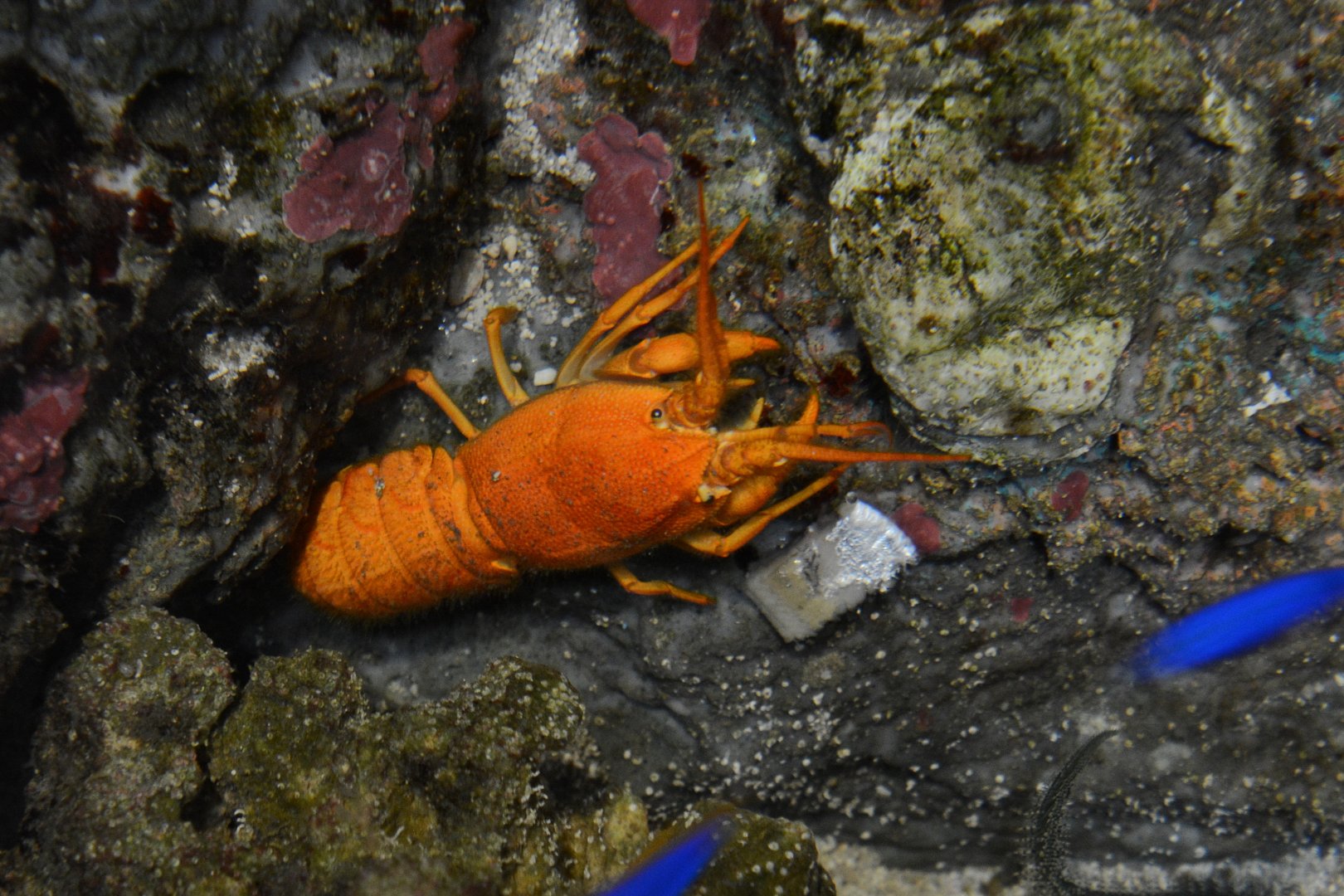 Furry Lobster (Palinurellus wieneckii)
