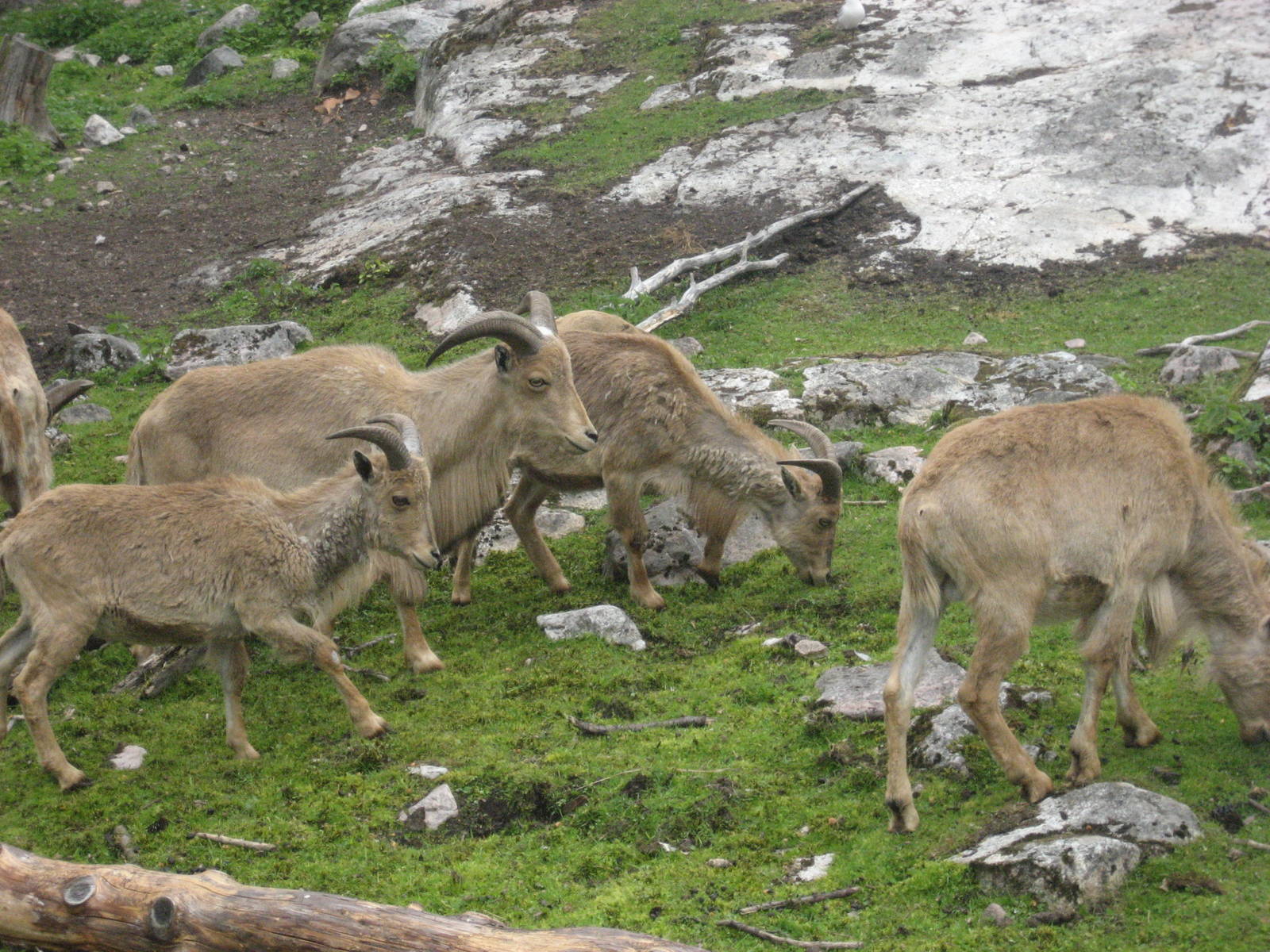 Furuvik - Barbary sheep