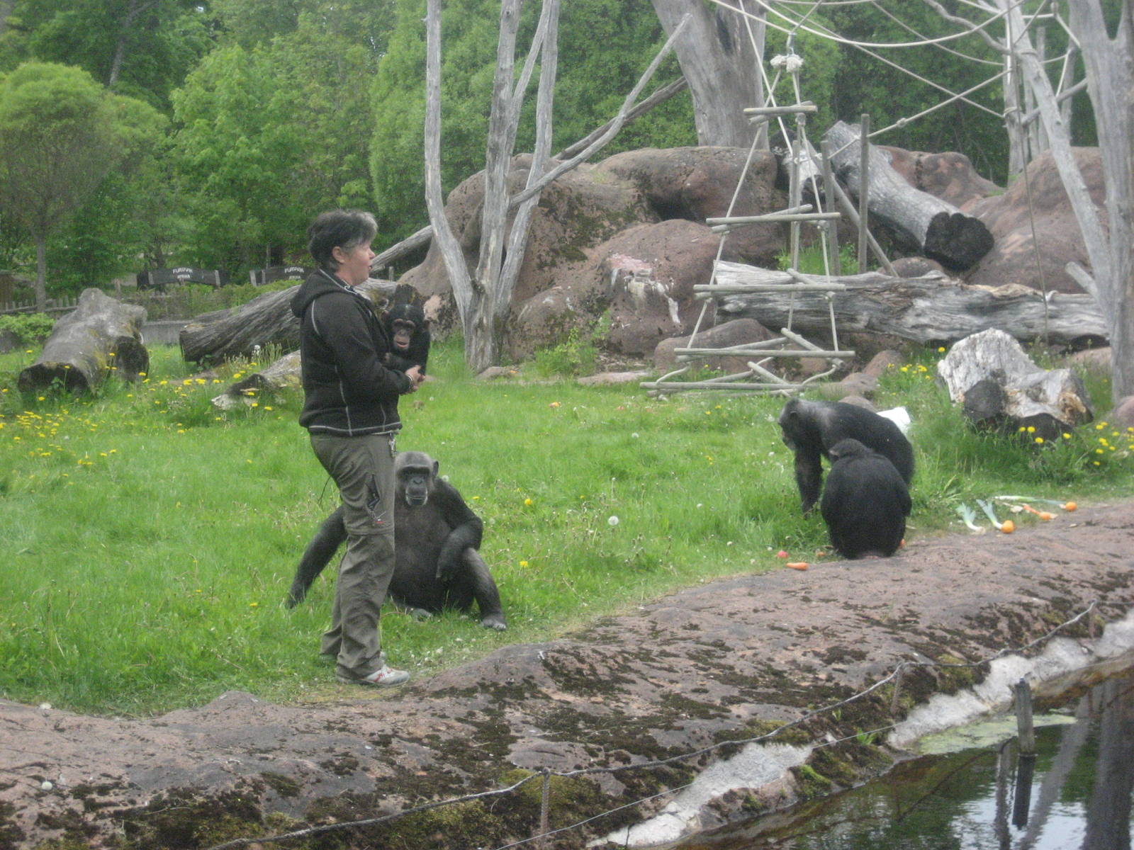 Furuvik - Chimpanzee feeding
