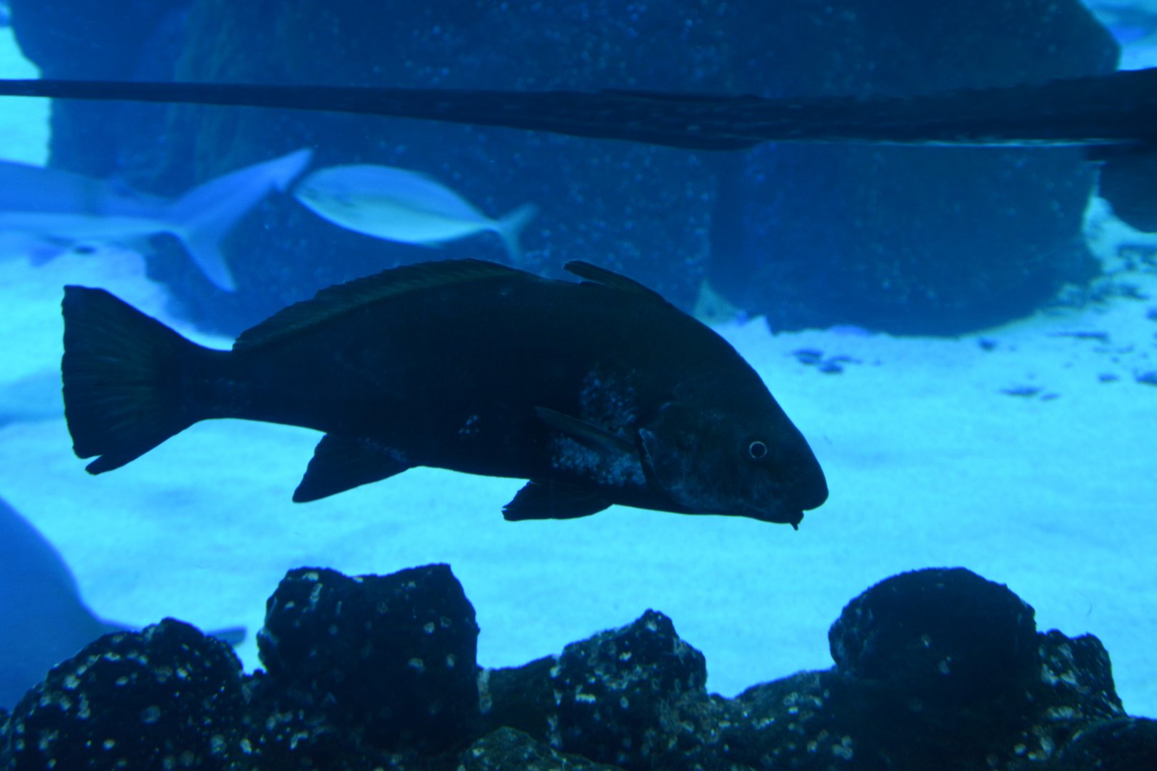 Fusca croaker (Umbrina ronchus)