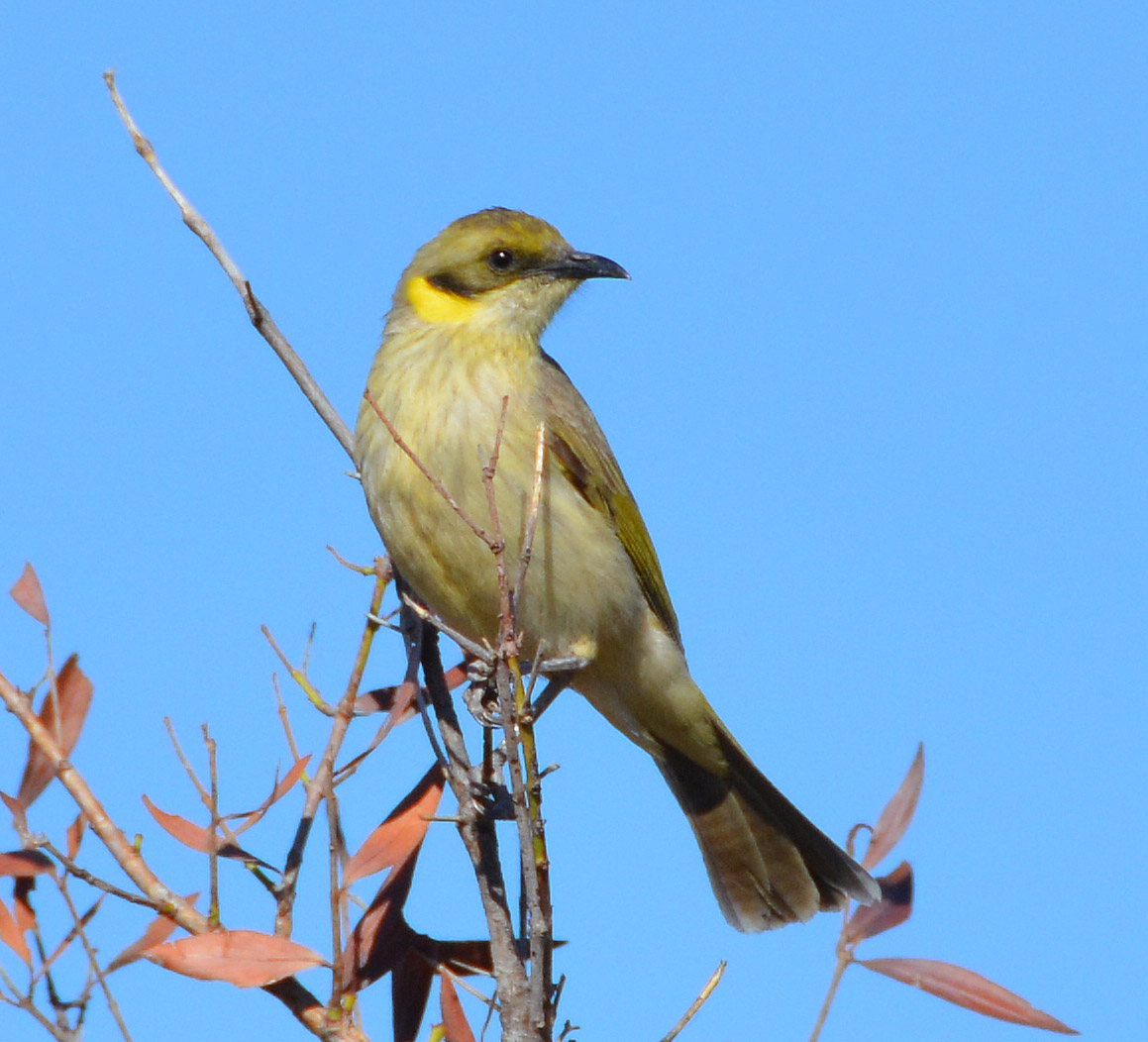 Fuscous honeyeater