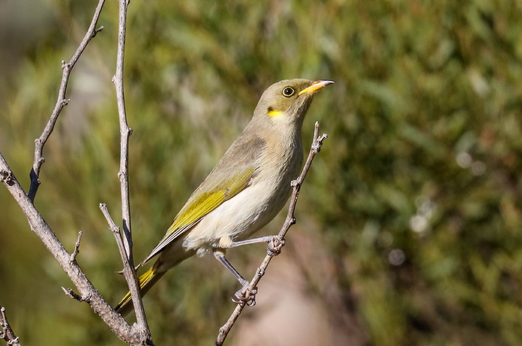 Fuscous Honeyeater