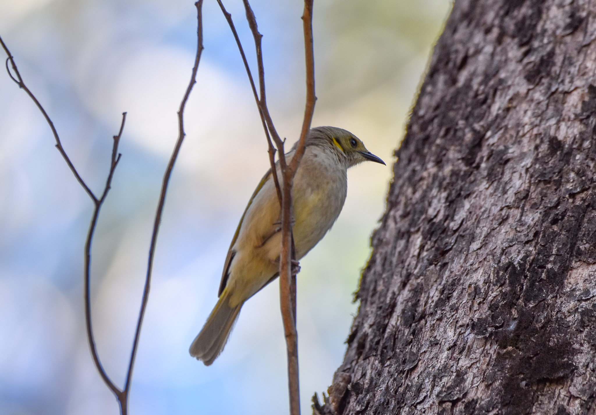 Fuscous Honeyeater