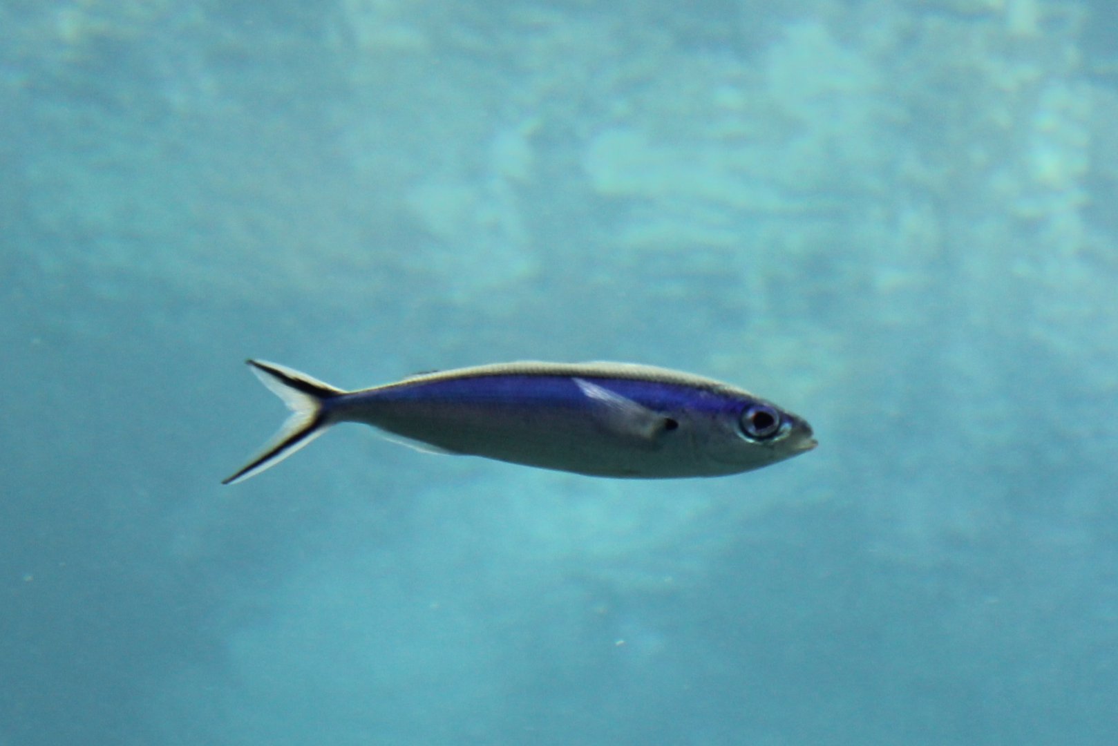 Fusilier (Caesio or Pterocaesio spp.)