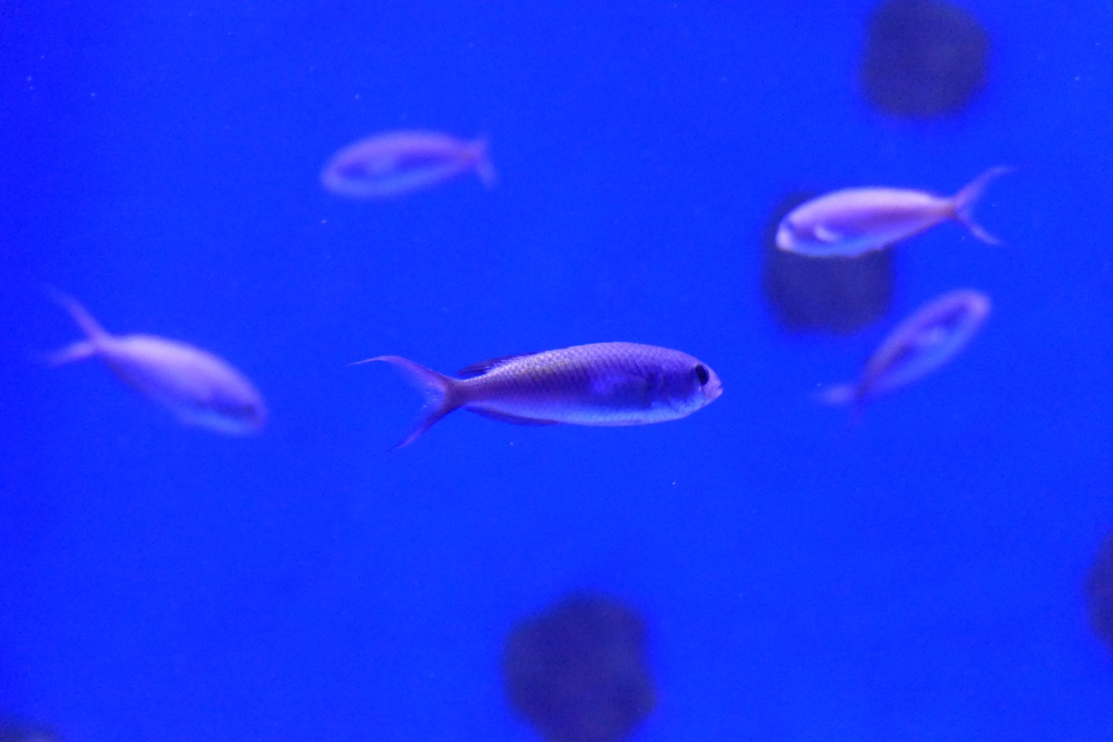 Fusilier Damsel (Lepidozygus tapeinosoma)