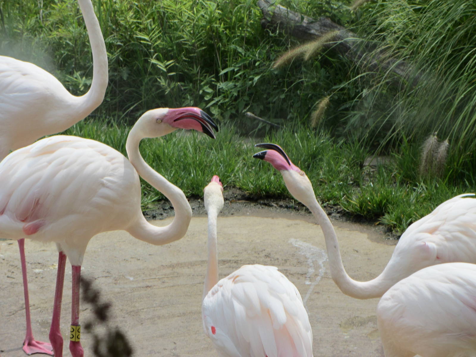 Fussing Flamingos