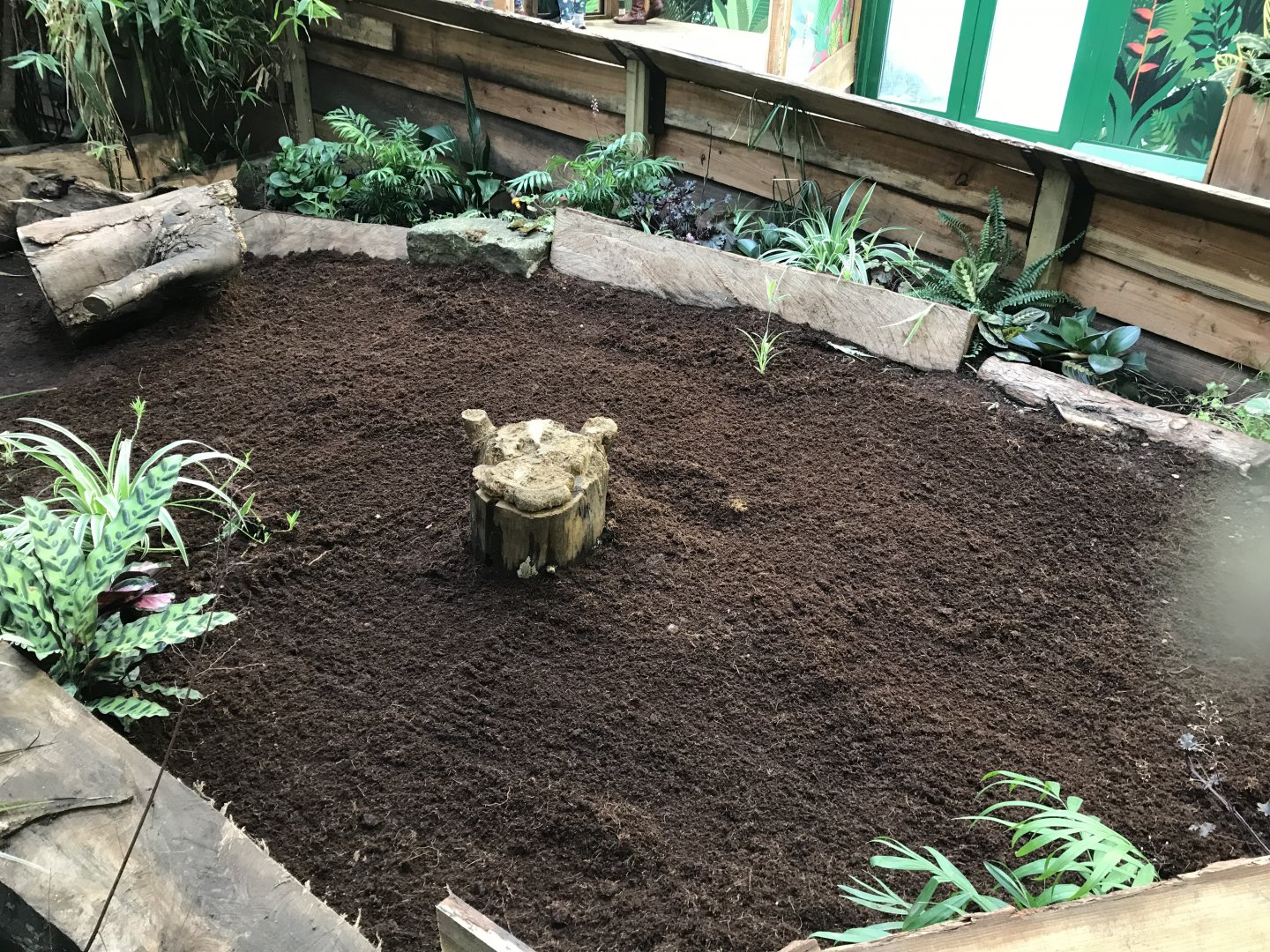 Future 3 banded armadillo enclosure