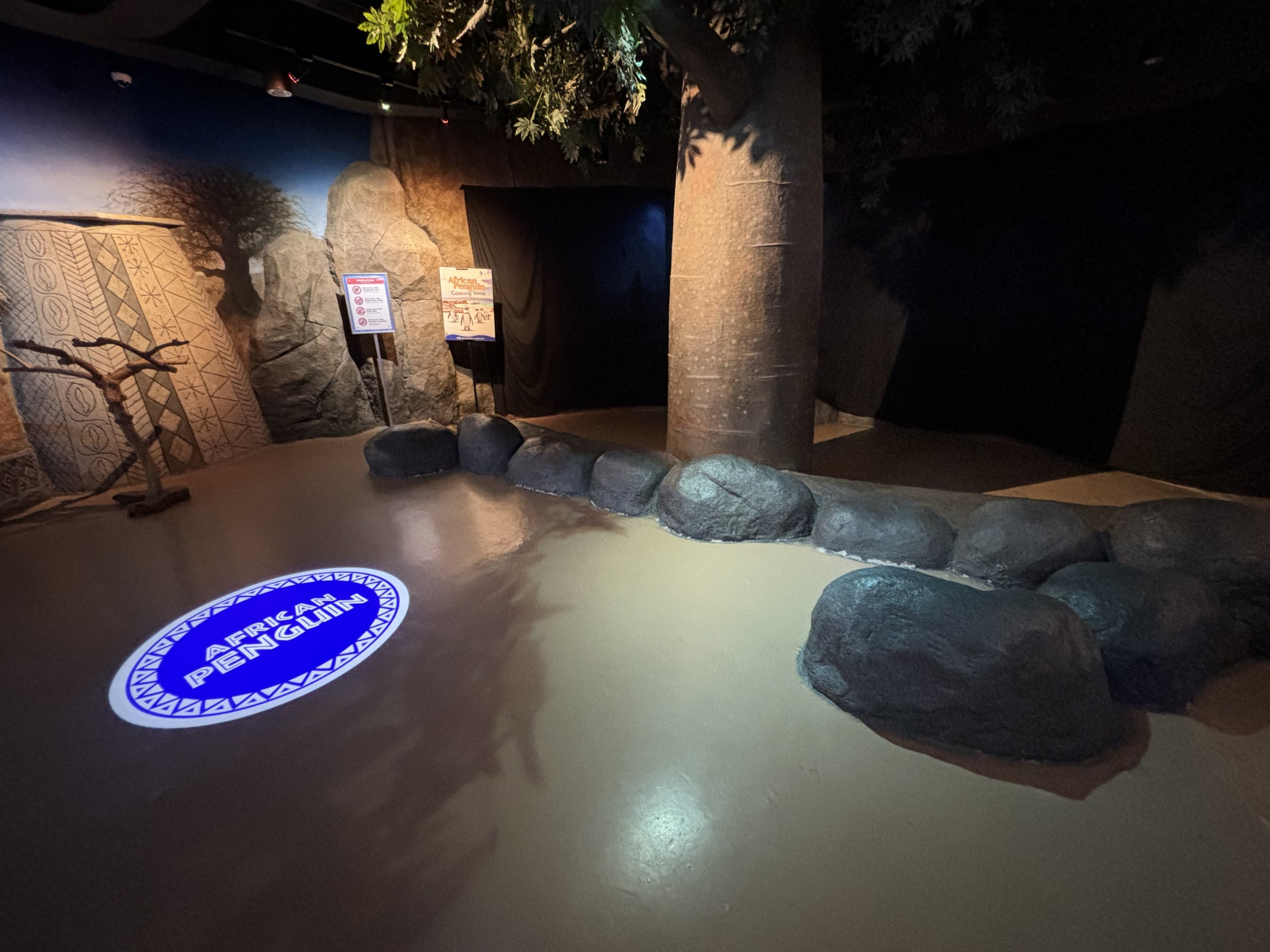 Future African Penguin Exhibit - BXSea Aquarium