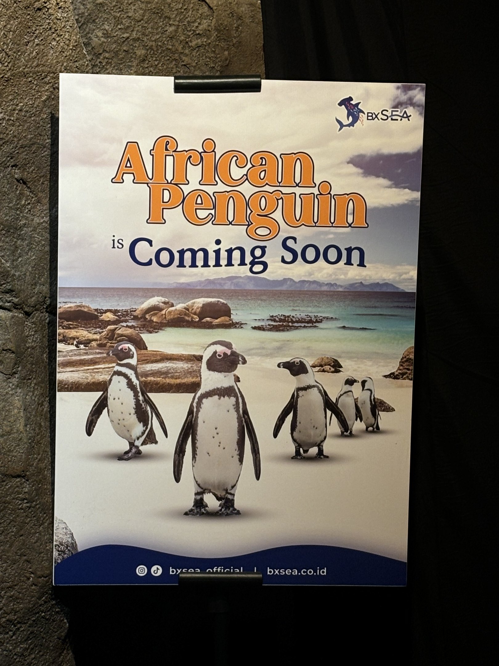 Future African Penguin Exhibit - BXSea Aquarium