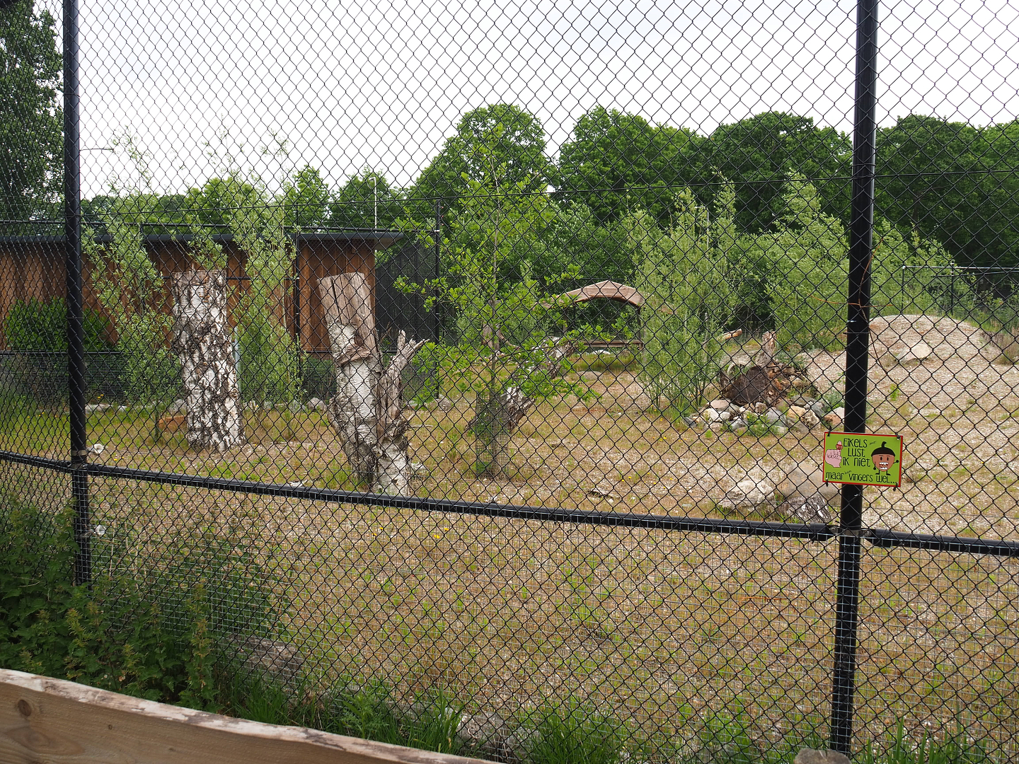 Future African wild dog exhibit, 2022-05-17