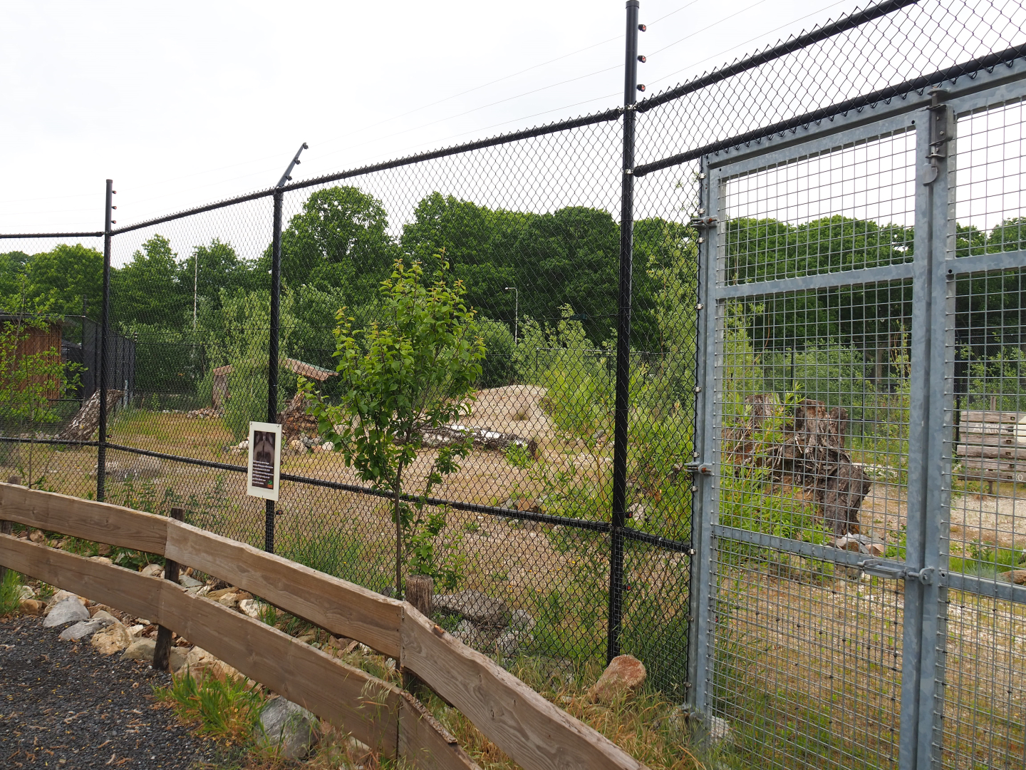 Future African wild dog exhibit, 2022-05-17