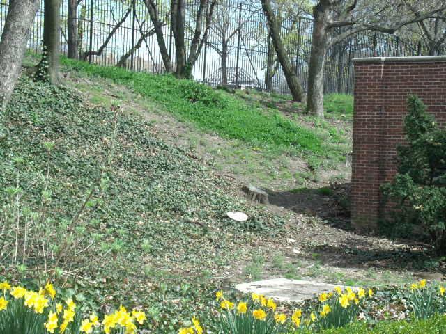 Future Amur Leopard Enclosure?