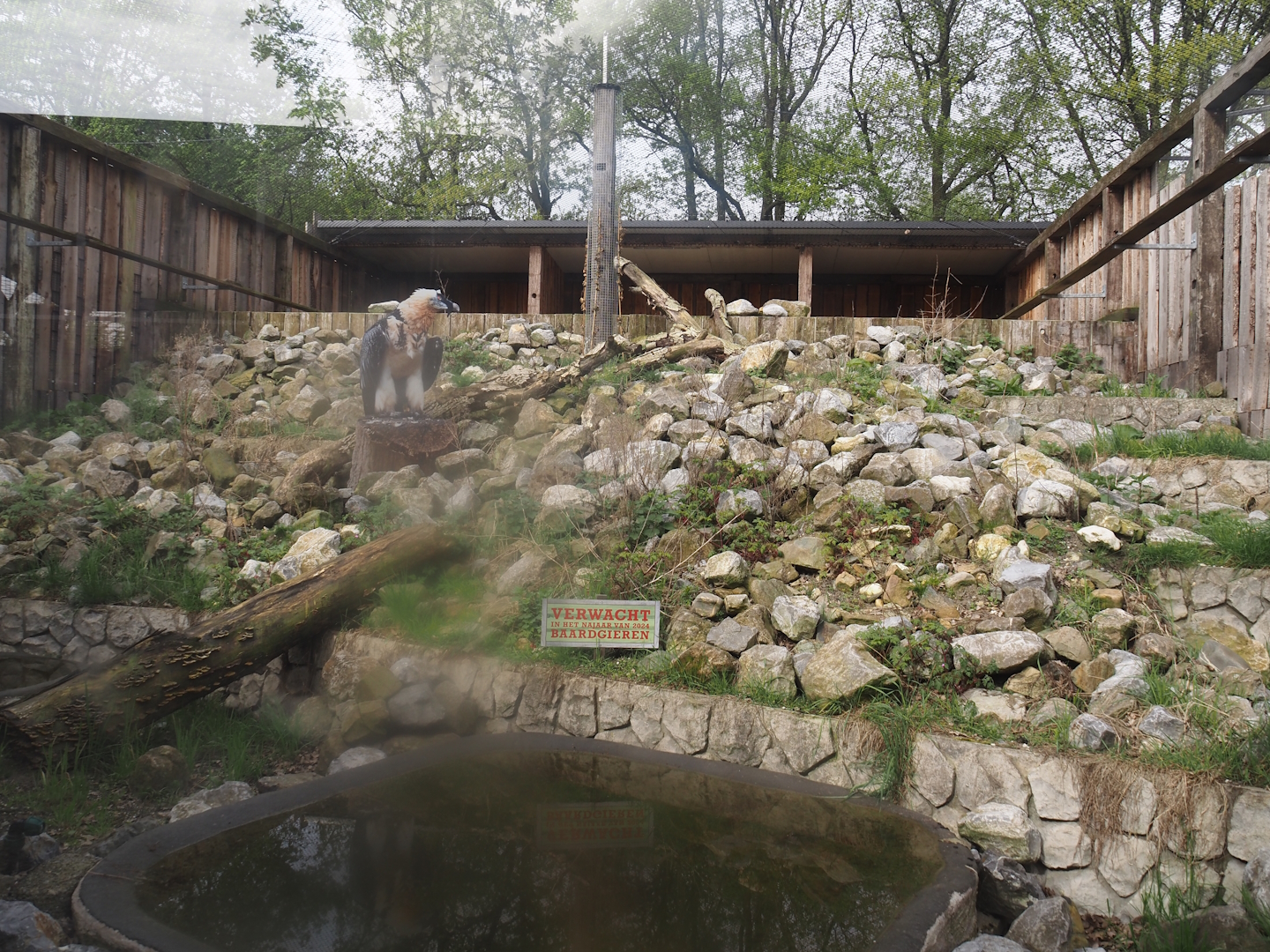 Future Bearded vulture aviary, 2024-04-14