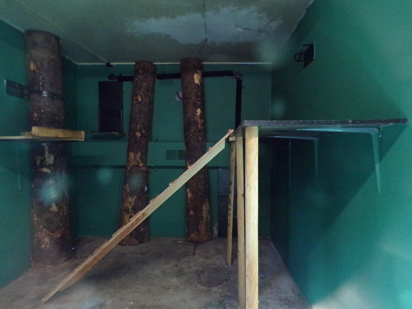 Future binturong indoors 17.10.24