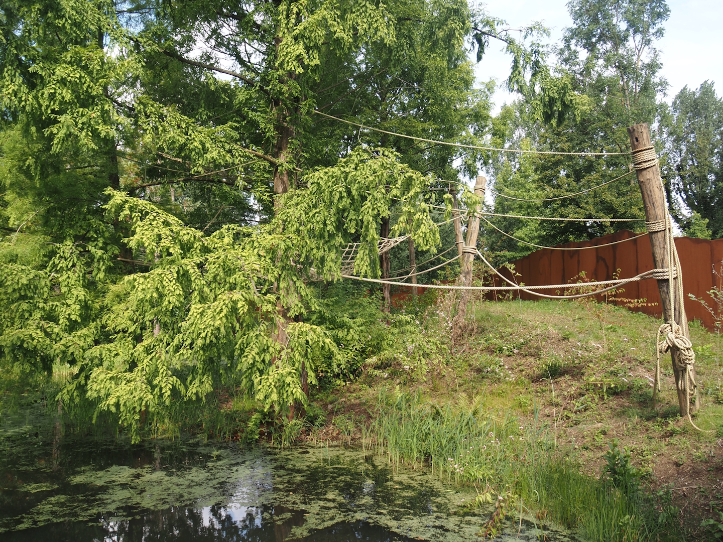 Future Black-and-gold howler monkey and Pied tamarin exhibit, 2024-08-21