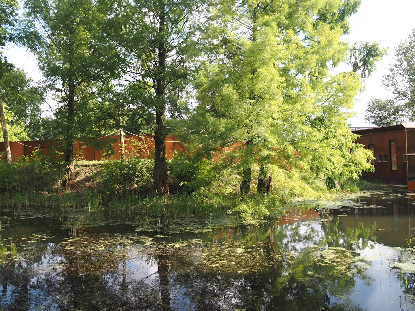 Future Black-and-gold howler monkey and Pied tamarin exhibit, 2024-08-21