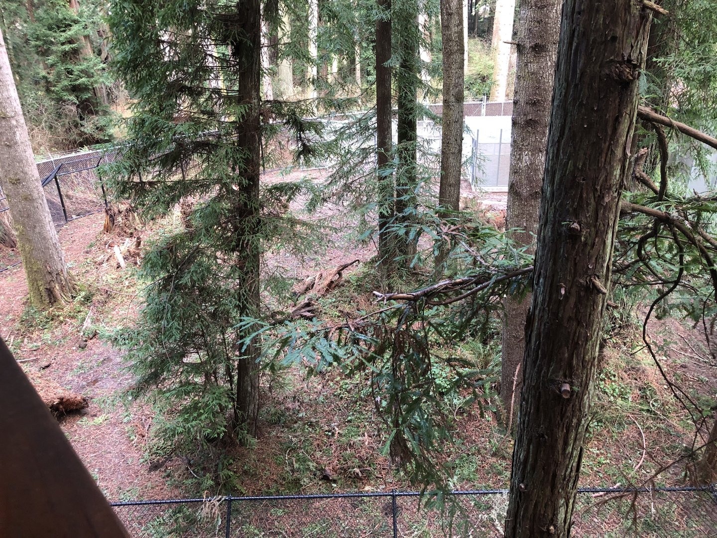 Future black bear/coyote habitat (opening this summer)