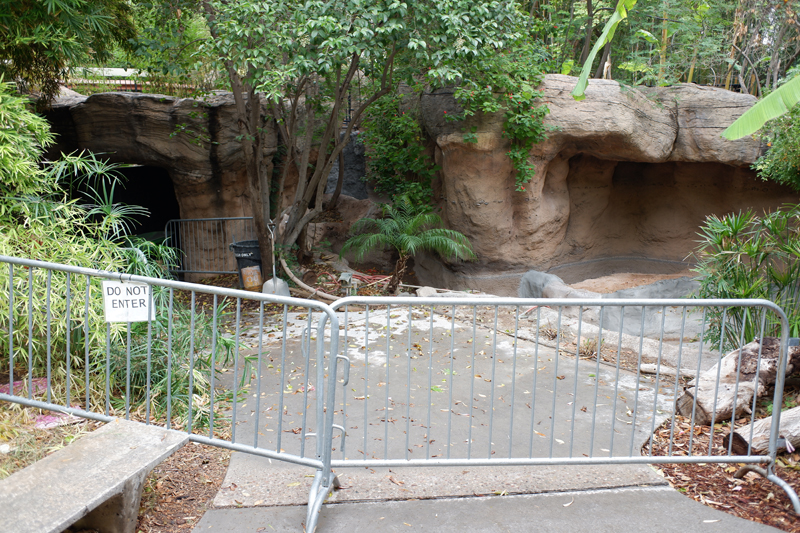 future black neck swan exhibit