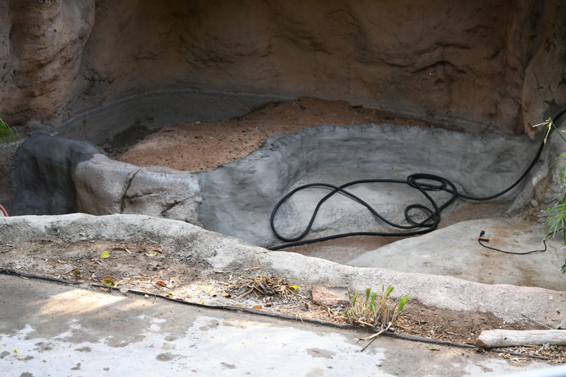future black-necked swan exhibit