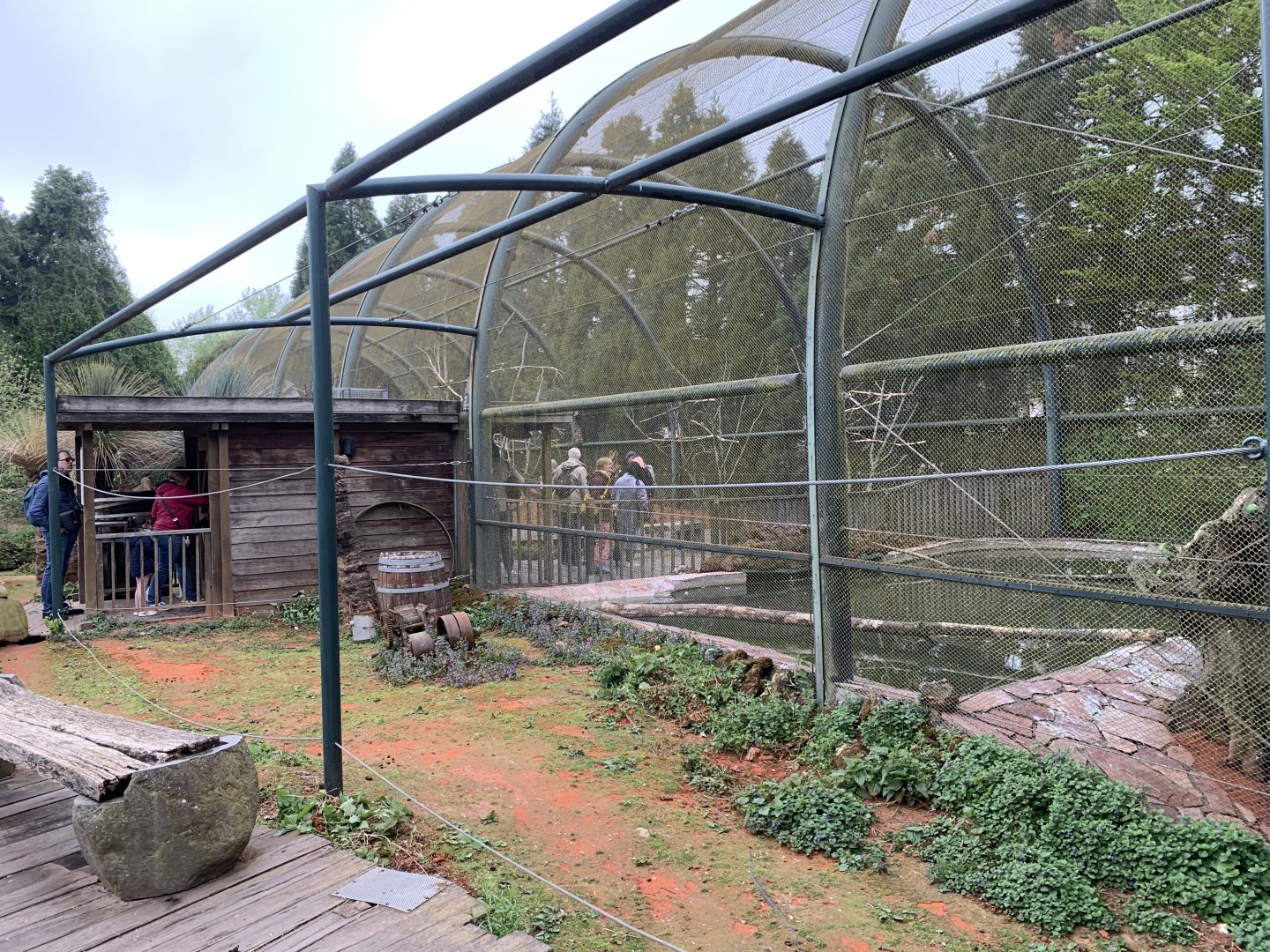 Future Blue-winged Kookaburra enclosure