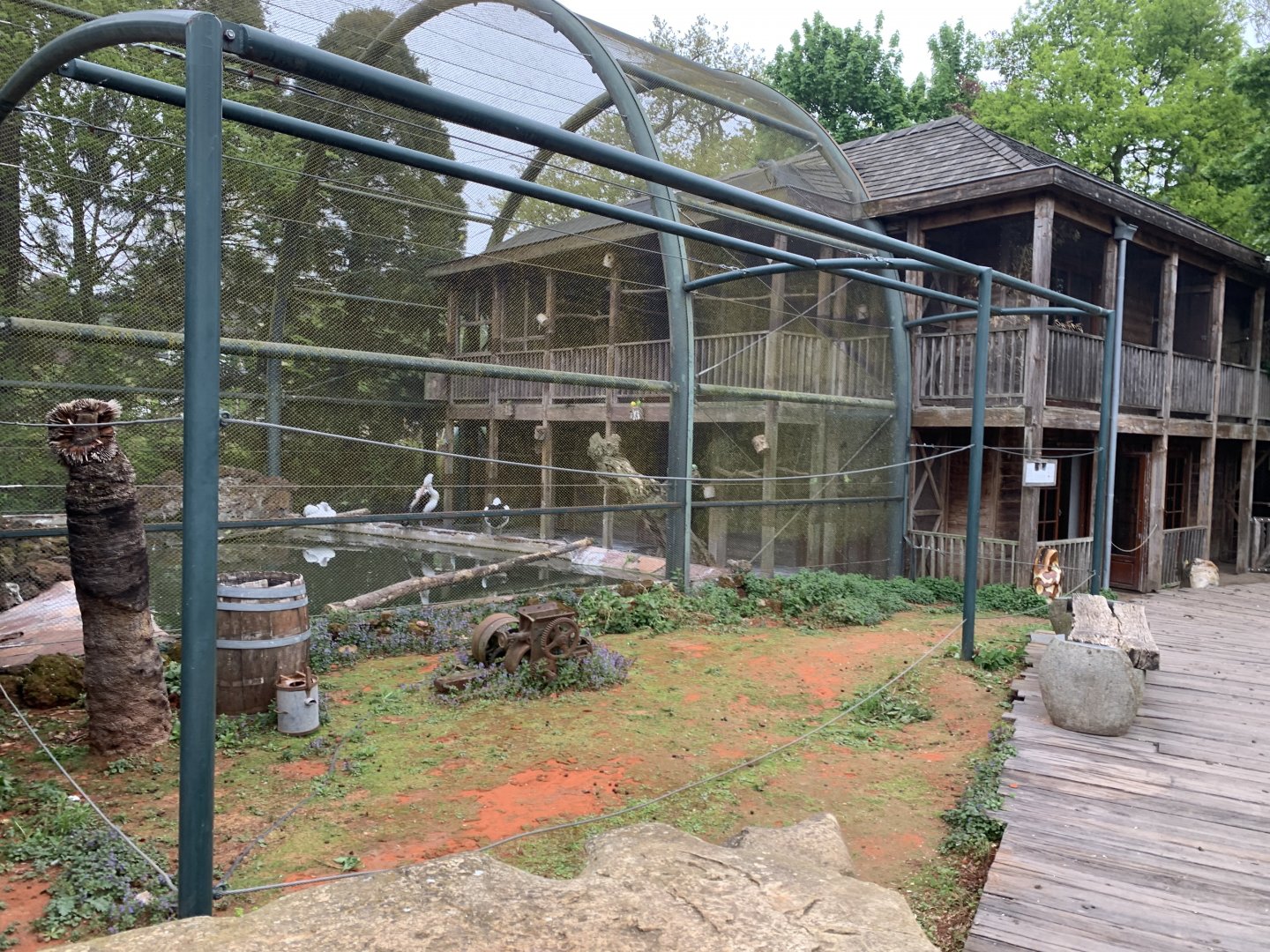 Future Blue-winged Kookaburra enclosure