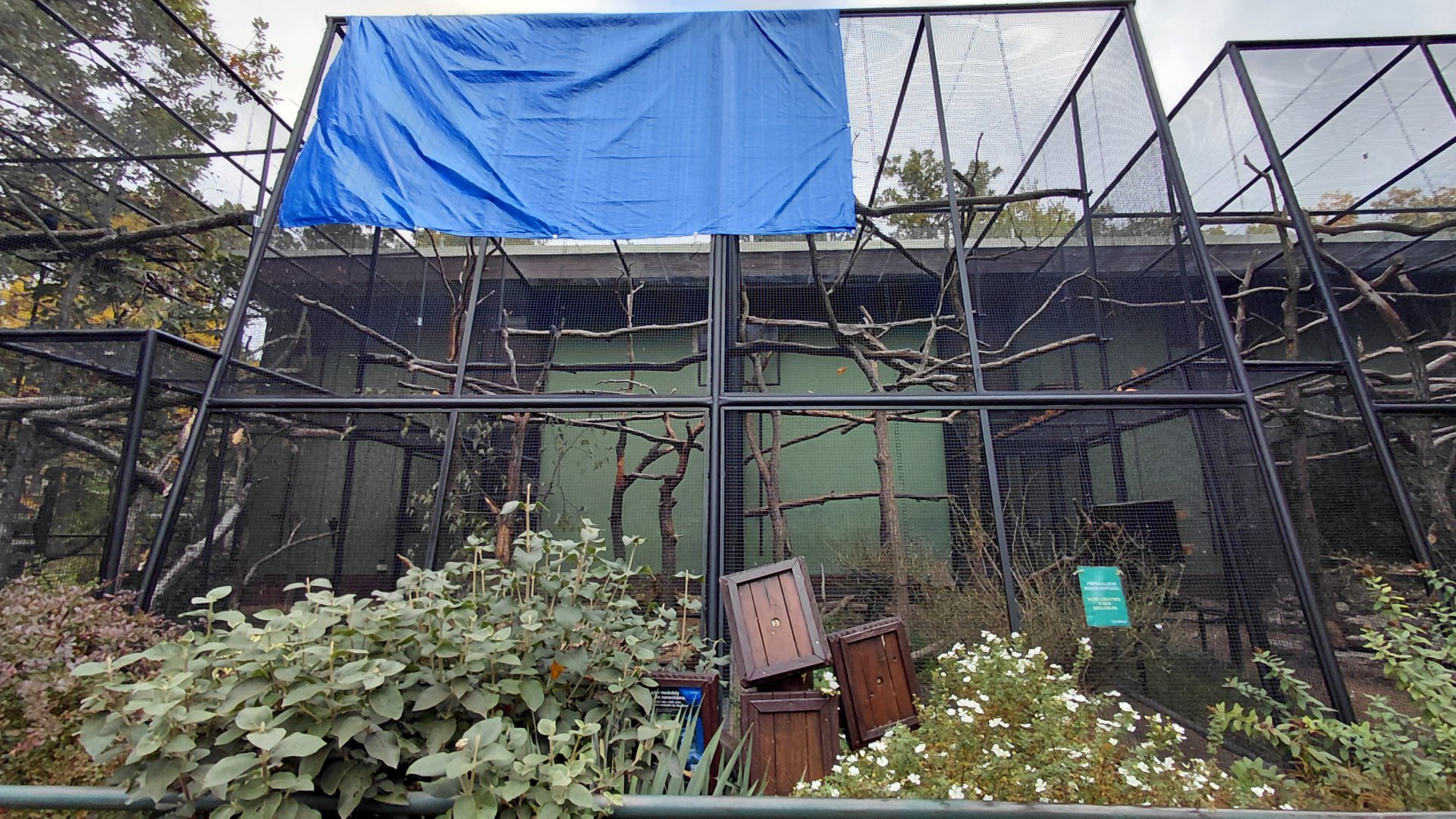 Future Blyth's hornbill aviary