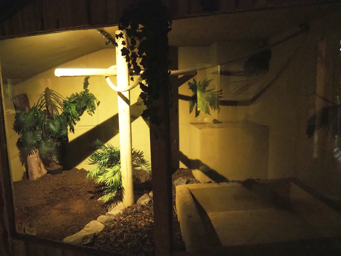 Future Boa constrictor terrarium, 2020-09-12