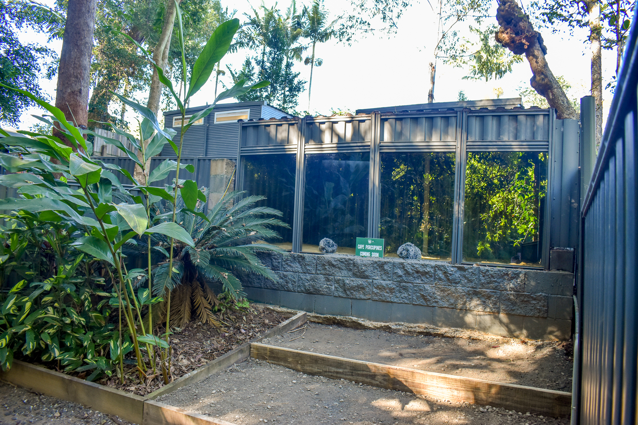 Future Cape Porcupine Enclosure - Viewing Den