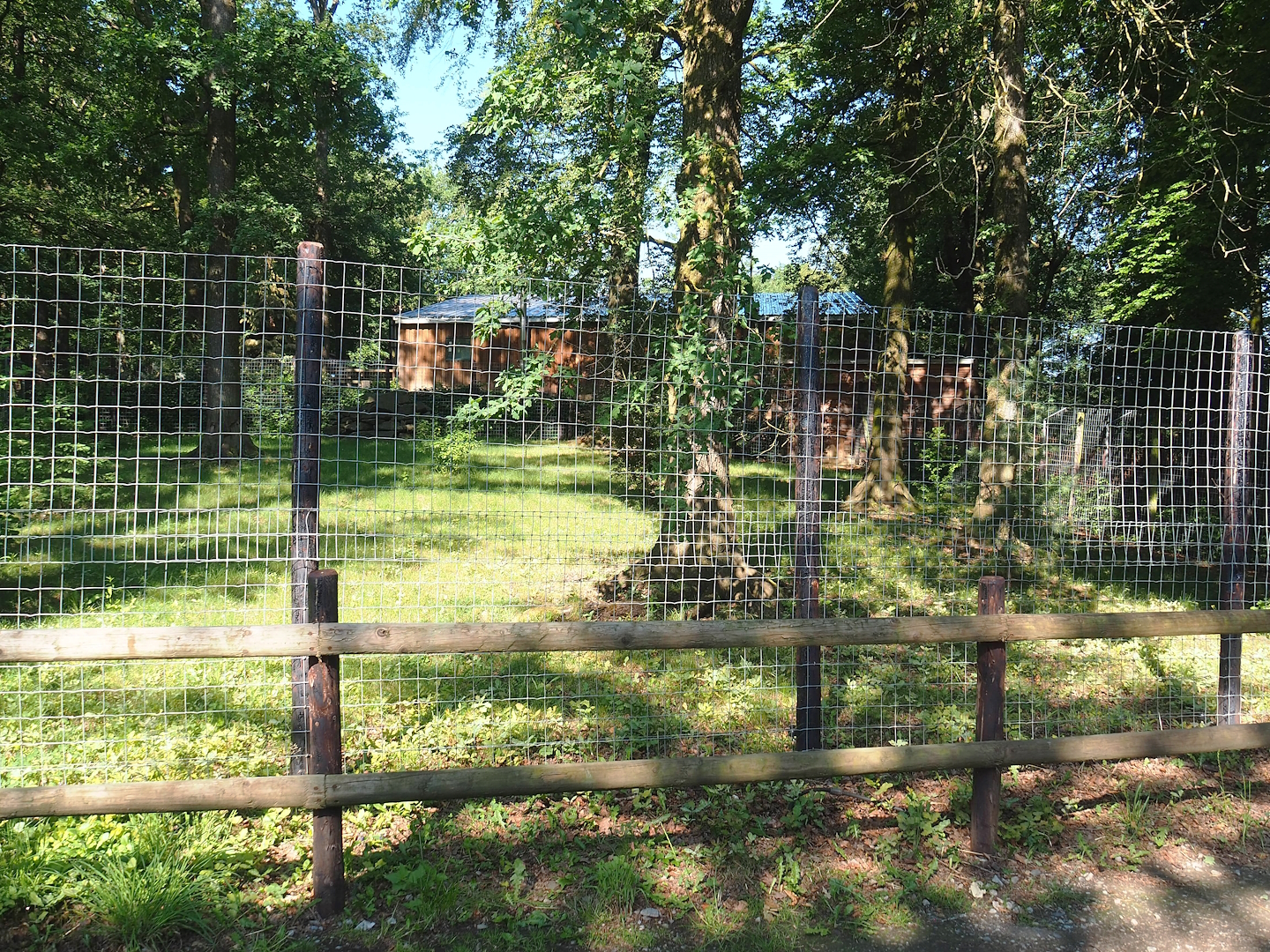 Future cheetah exhibit, 2023-06-24