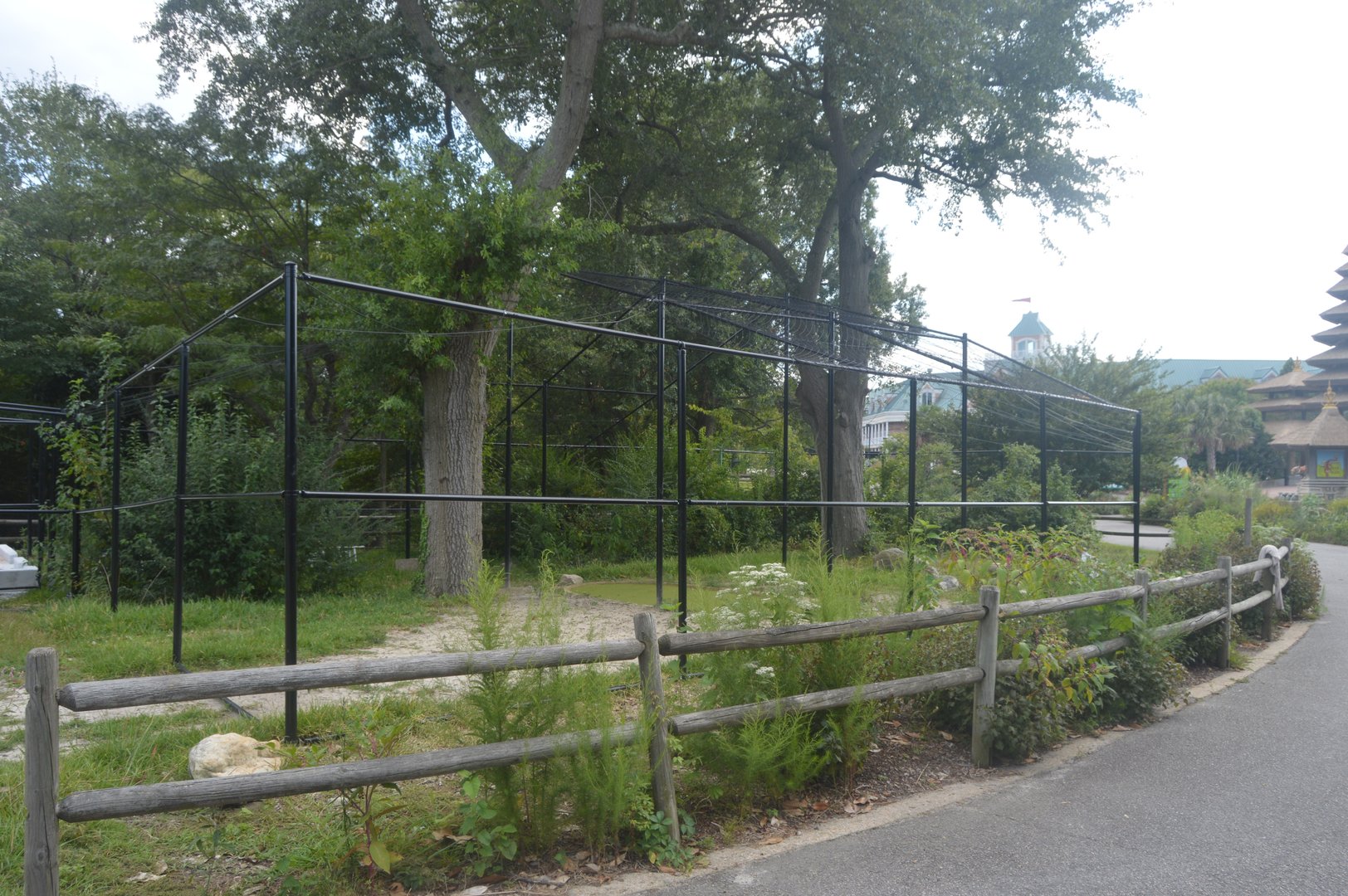 Future Cinereous Vulture (Aegypius monachus) Exhibit