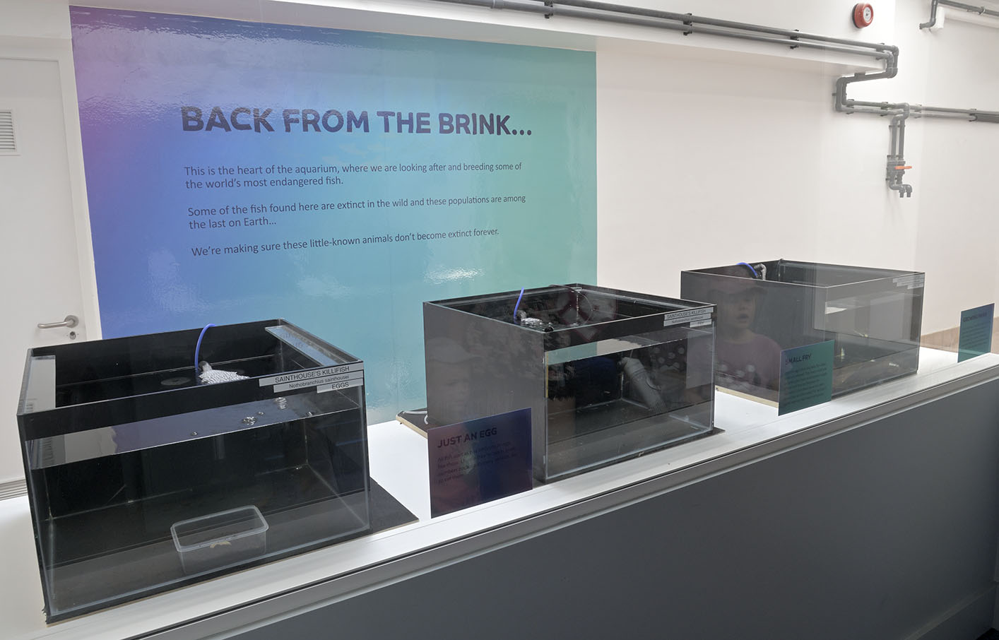 Future conservation display area