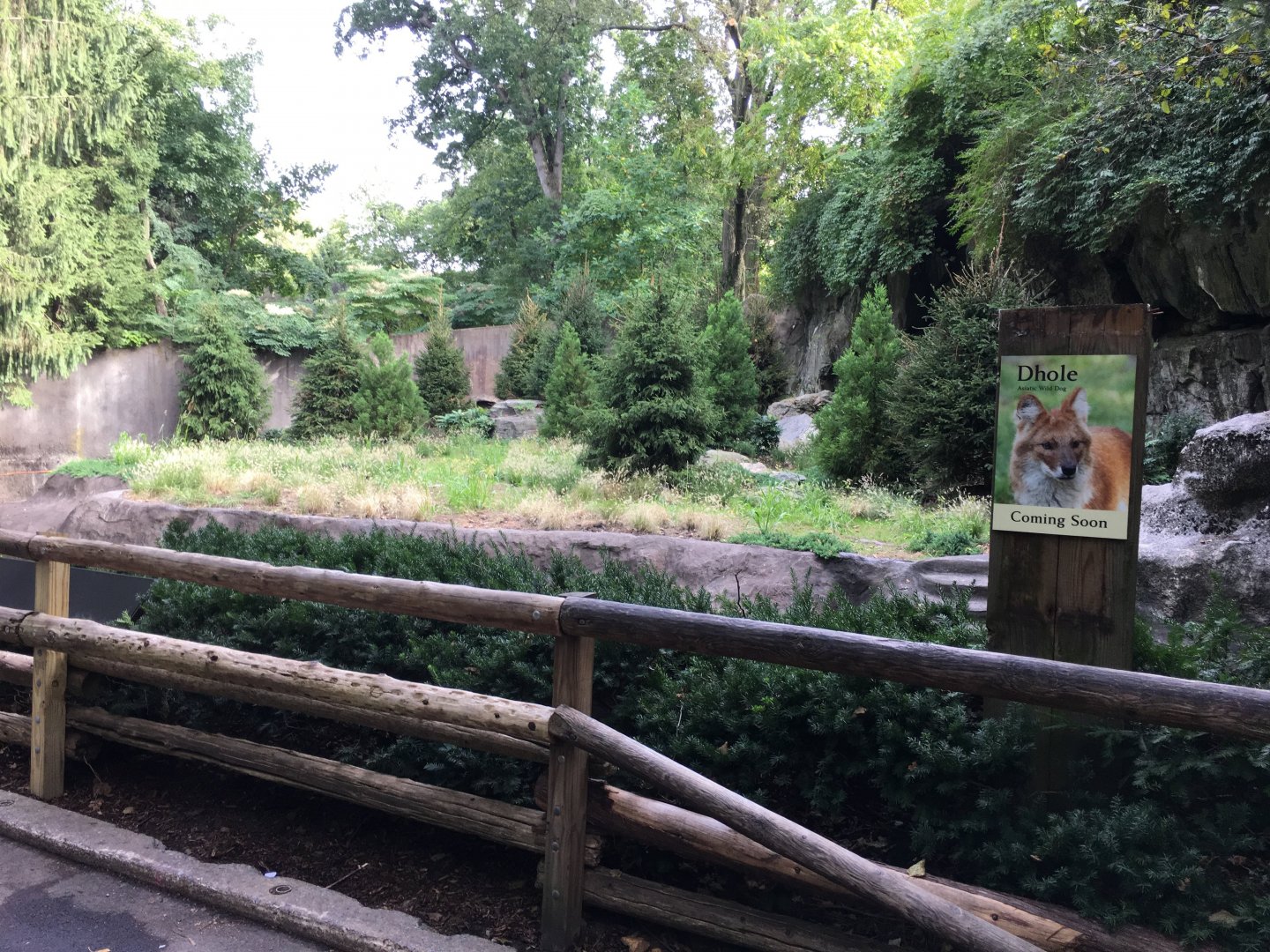 Future Dhole Exhibit