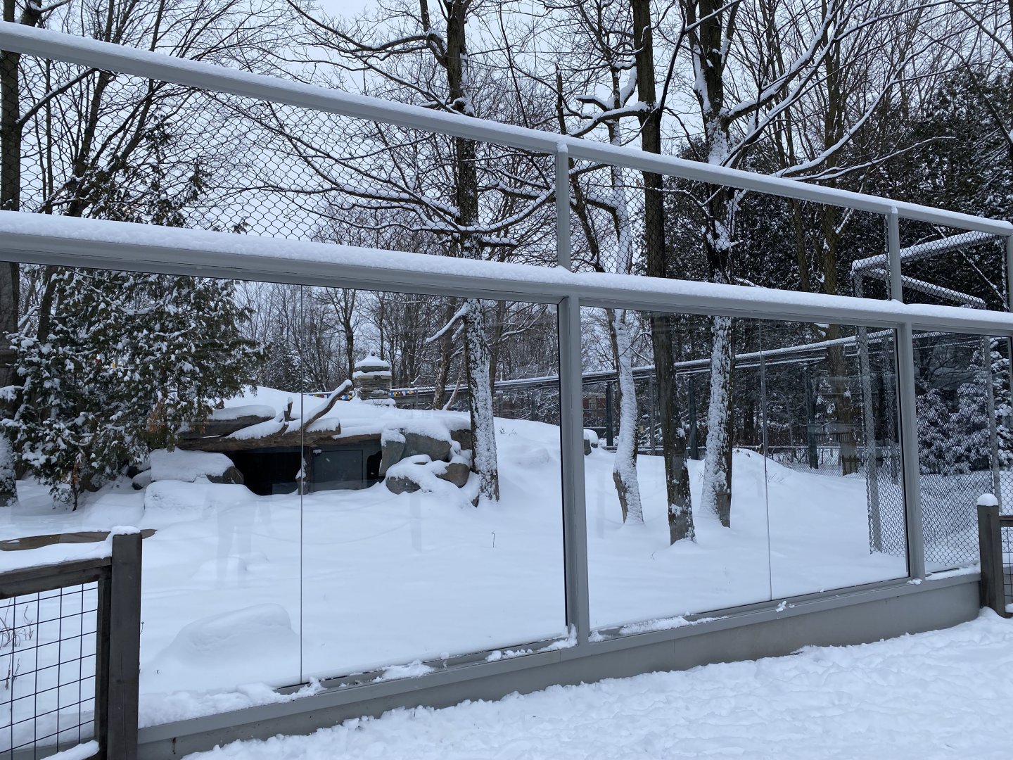 Future dhole exhibit