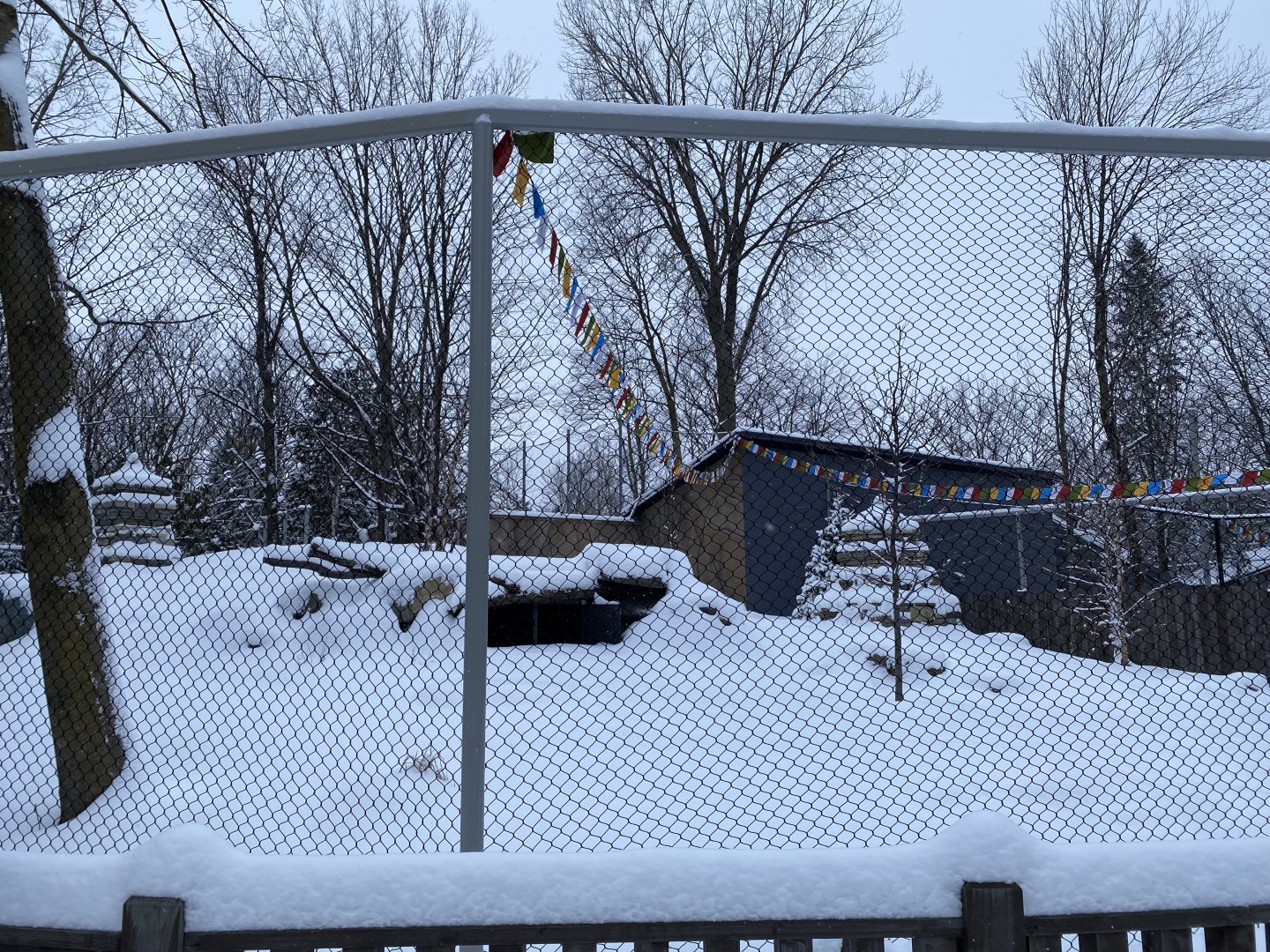 Future dhole exhibit