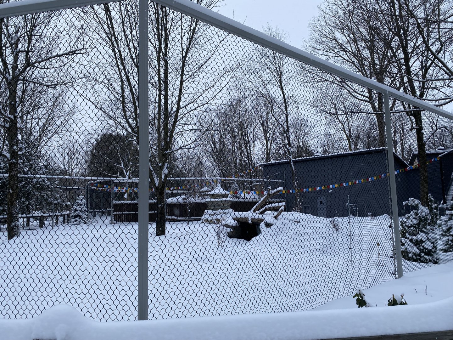 Future dhole exhibit