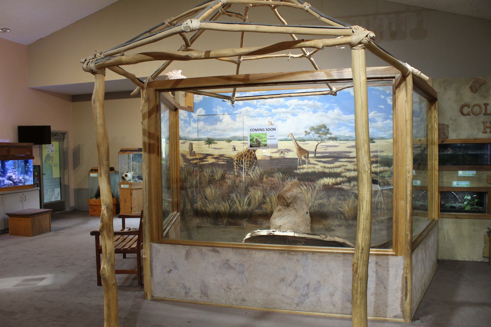 Future Dwarf Mongoose Exhibit