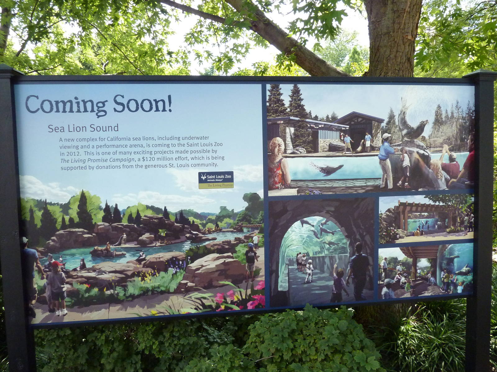 Future Exhibit - California Sea Lion Pool