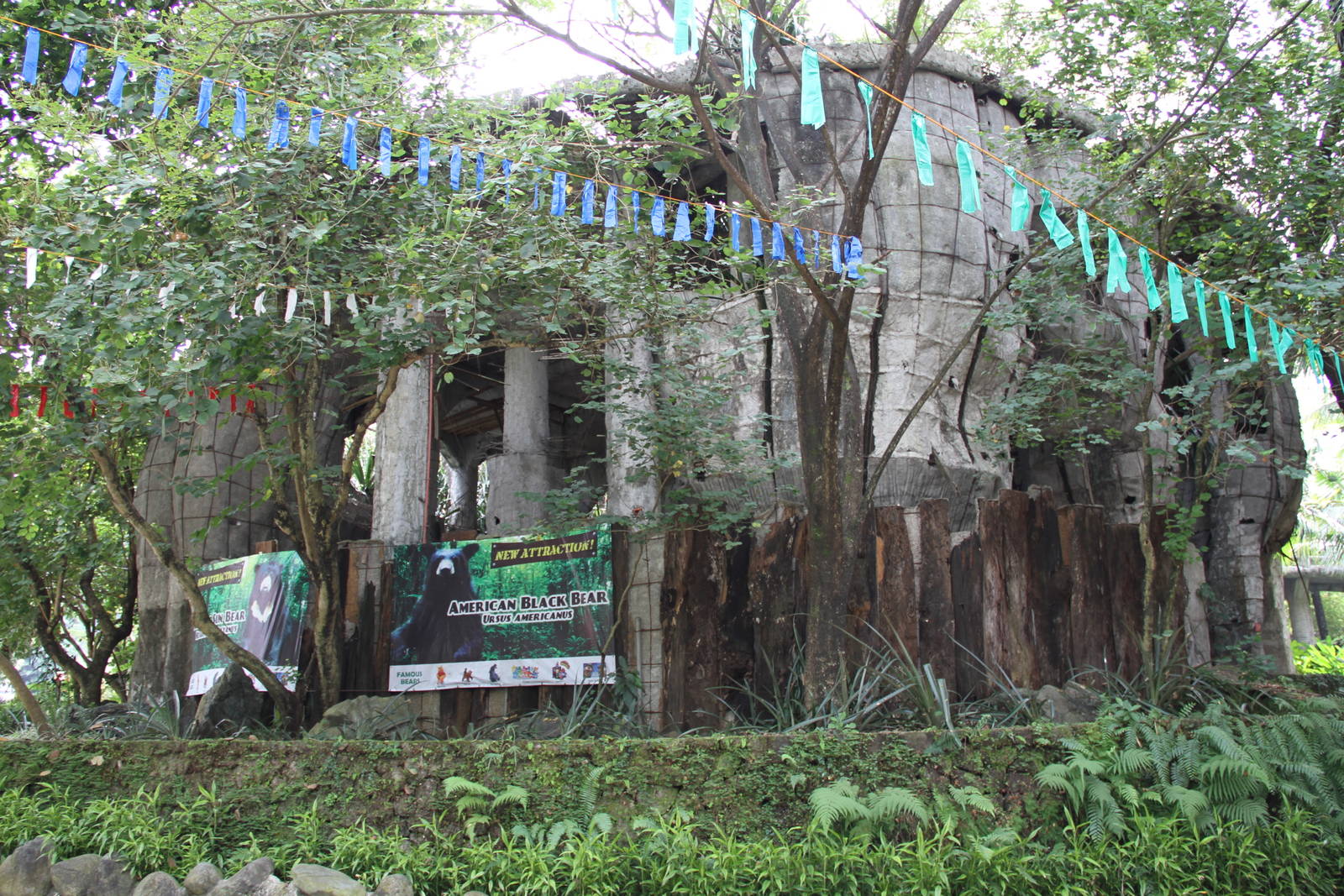 Future exhibit of the American black bears (Ursus americanus)